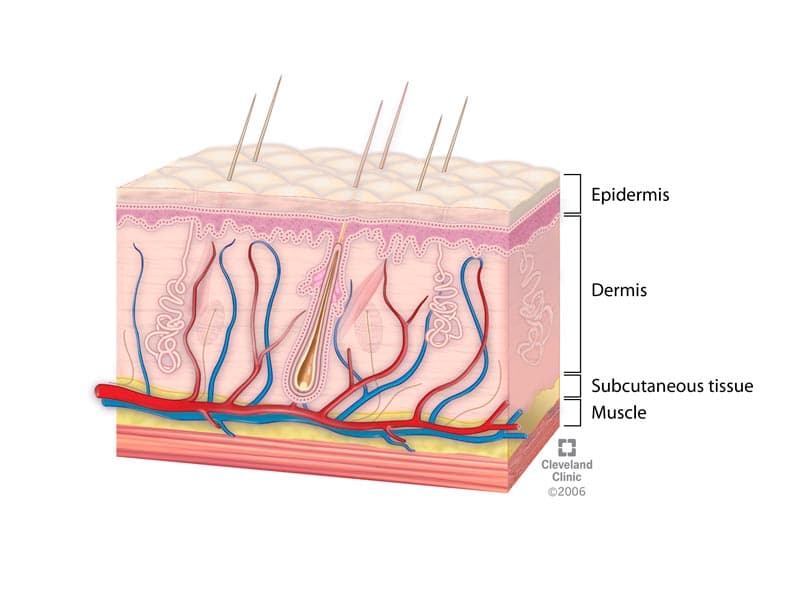 Skin Tissues